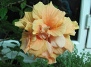 4 mai 2011 010