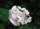 4 mai 2011 008