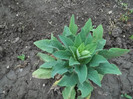 Digitalis de la Elipopa