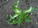 hosta