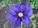 clematita Fujimusume