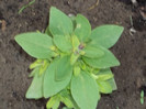 petunie Plant-shop