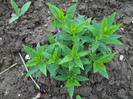 phlox Elipopa