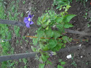 clematita Fujimusume