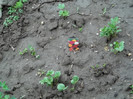 ranunculus Atlasplant