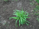 hemerocallis
