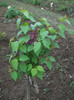 liliac simplu