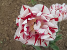 Lalea Peticom