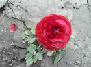 ranunculus Plant-shop
