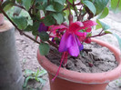 fuchsia