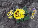 100_0544_(1)