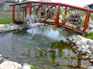 gradina mea 008