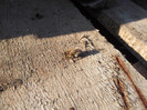 DSCF0760