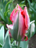 Tulipa Esperanto (2011, May 04)