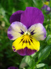 Purple Trailing Pansy (2011, Apr.30)