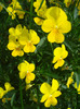 Yellow Trailing Pansy (2011, Apr.30)