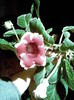 gloxinia de la RELIA