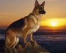 Caini Lupi Wallpapers Poze Catei Dogs Wallpapers[1]