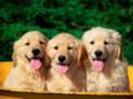 Caini Obraznici Catei Poze Caini Dogs Wallpapers[1]