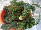 begonia tigru