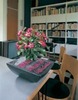 adenium1