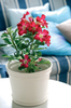 adenium3