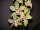 cymbidium2