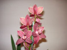 cymbidium3