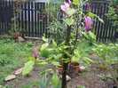 Magnolie