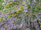 Berberis rosu