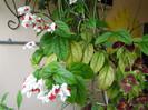 Clerodendron