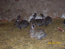 poze iepuri 15 05 2010 027