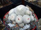 Epithelantha micromeris