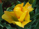 Tulipa Golden Artist (2011, May 02)