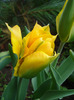 Tulipa Golden Artist (2011, May 02)