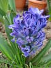 Hyacinth Peter Stuyvesant (2009, Apr.07)