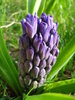 Hyacinth Peter Stuyvesant (2010, Mar.30)