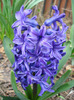 Hyacinth Peter Stuyvesant (2011, Apr.10)