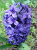 Hyacinth Peter Stuyvesant (2011, Apr.16)