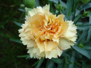 Yellow dianthus (2011, May 01)
