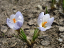 Crocus Blue Pearl (2010, March 21)