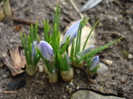 Crocus Blue Pearl (2010, March 24)