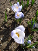 Crocus Blue Pearl (2010, March 24)