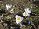 Crocus Blue Pearl (2010, March 24)