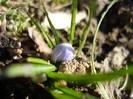 Crocus Blue Pearl (2011, March 11)