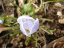 Crocus Blue Pearl (2011, March 12)