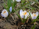 Crocus Blue Pearl (2011, March 13)