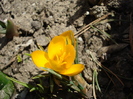 Crocus Gipsy Girl (2010, March 21)