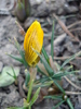 Crocus Gipsy Girl (2010, March 22)