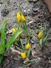 Crocus Gipsy Girl (2010, March 24)